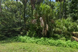 Florida Trail Big Tree Park Trailhead image