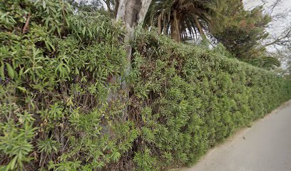 Arboreto - Eucaliptus en Alqueria dеl Magistre - Alboraya