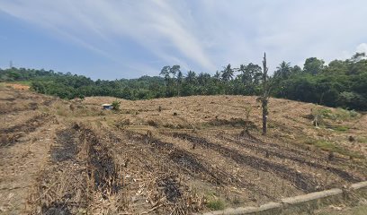 Kebun jagung