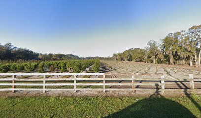 Three Pines Tree Farm