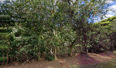 Maui Tropicals & Foliage