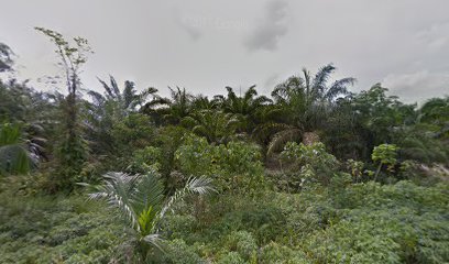 Kebun kelapa sawit m.yunus