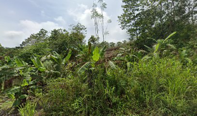 PERKEBUNAN AJIS