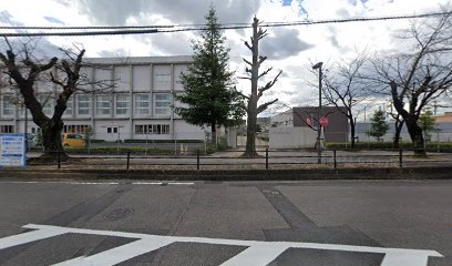 小牧小学校校庭のクロマツ(小牧市指定天然記念物)