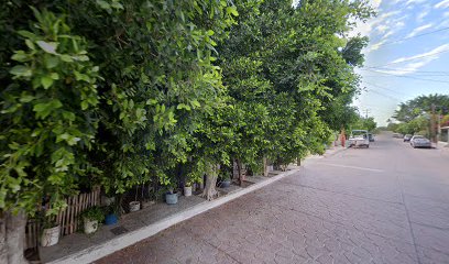 Eco Plant Loreto