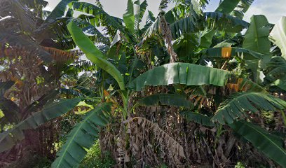 kerajinan sabut kelapa