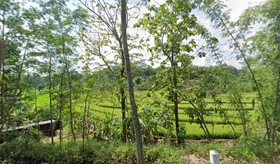 Kebun buah Mendiro