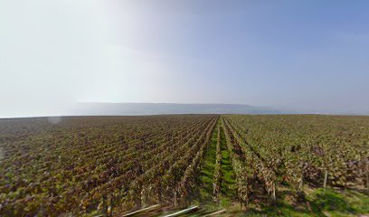 Vignes de Champagne