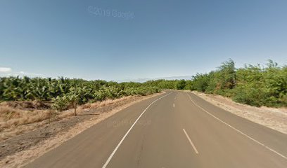 Maui Island Sod