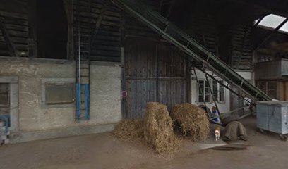 Pferdesportverein Thun