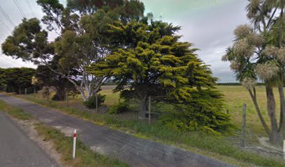 Christchurch Christmas Trees