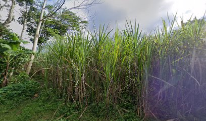 Tanah sawah pak sholik