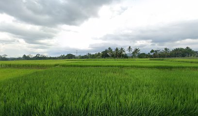 LAPANGAN VOLY DUPAN