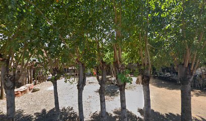 Pohon mangga juga berbuah mengkudu