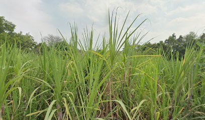 Makam Dusun Canggon Desa Ngudirejo