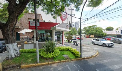 Washingtonia de Av. México y Pérez Verdía (árbol patrimonial - ACAMPA A.C.)