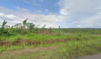 Pos jaga pekebunan jagung