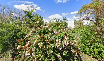 Bloomin Good Flowering Tree