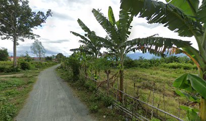 Kebun tomat nagaya