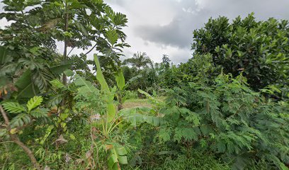 Kebun jahe pak haji