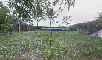 Kebun Jagung Margo