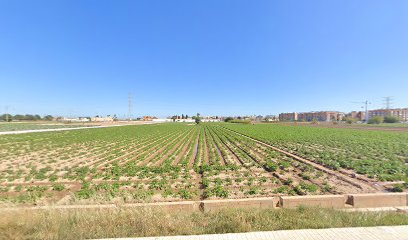 Arboreto - Olivo "Sombra dе la Huerta" - Alboraya