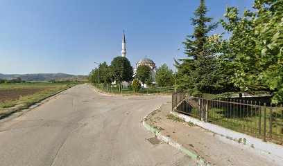 Gazneli Dış Mekan Süs Bitkileri