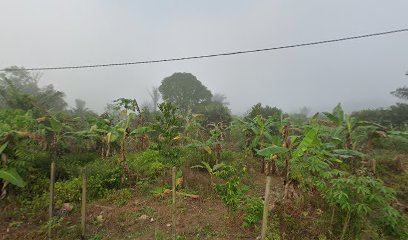 KEBUN ALIM ANAKNYA PAK DARMAN