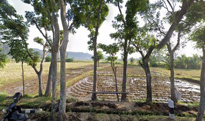 Sawah Momoc_2