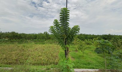 pak trimo buah naga farm