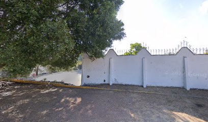 Laurel de la India de la Plaza de Toros (árbol patrimonial - ACAMPA A.C.)