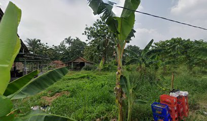 CV. Barokah Jaya : Jual Sapi Qurban di Jabodetabek