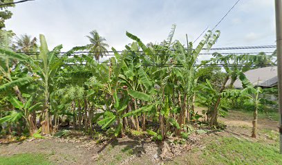 Cucoq Pisang Utara