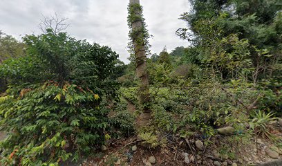 拔仔坑我們家茶園 的照片