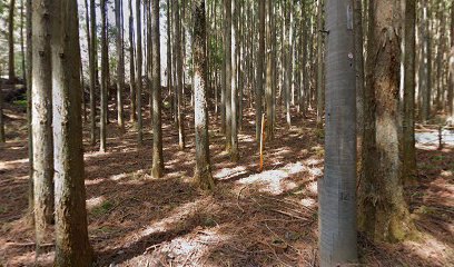 里山体験型 名草キャンプ村