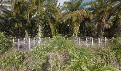 kebun majikan hj hashirin