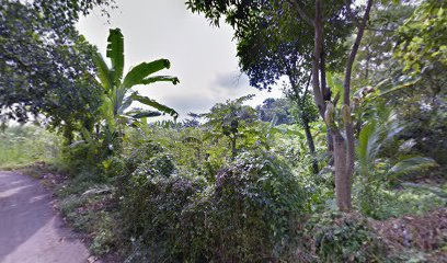 Lokasi Budidaya Bambu Kuning