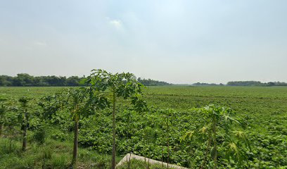 Warung Tengah Sawah Kalimati