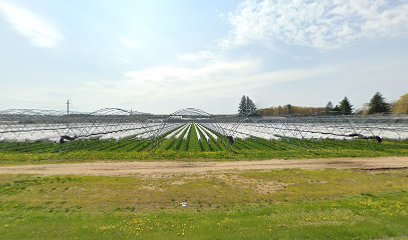 Strawberry Tyme Farms Inc