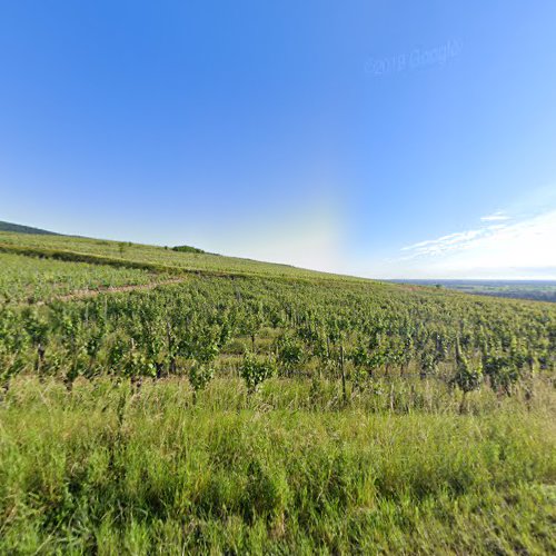 Travaux généraux Vendanges Eguisheim