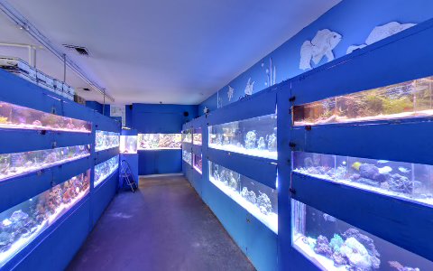Tropical Fish Store «T & T Marine Aquarium & Koi Pond», reviews and photos, 950 S 1st St, San Jose, CA 95110, USA