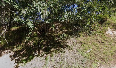 Tiffany's Mobile Grooming