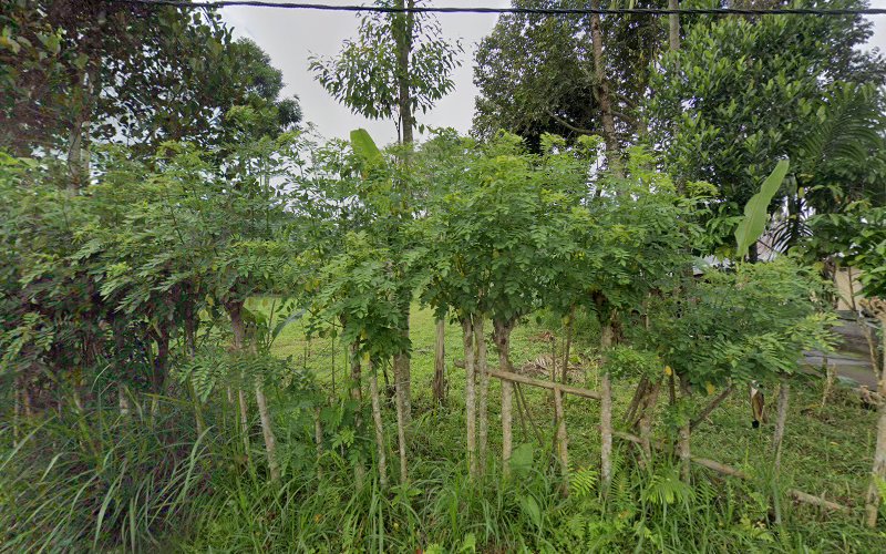 Kebun Raya di Kabupaten Bangli: Menjelajahi Pondok Gamongan dan Kuta Undisan