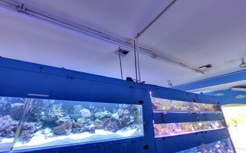 Tropical Fish Store «T & T Marine Aquarium & Koi Pond», reviews and photos, 950 S 1st St, San Jose, CA 95110, USA