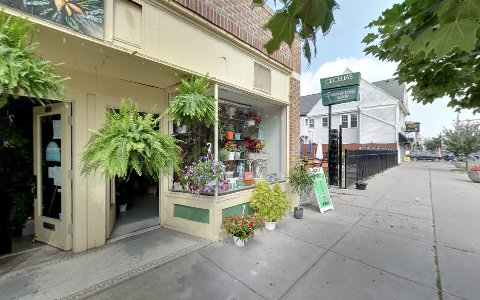 Florist «Mother Nature Plant Emporium», reviews and photos, 712 Elmwood Ave, Buffalo, NY 14222, USA